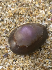 Monetaria caputserpentis