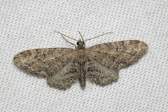 Eupithecia vulgata