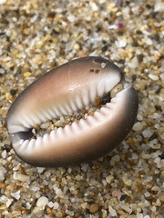 Monetaria caputserpentis