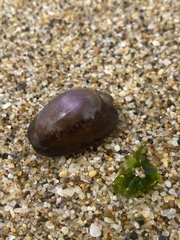 Monetaria caputserpentis