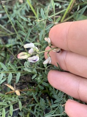 Astragalus miser oblongifolius