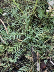 Astragalus miser oblongifolius