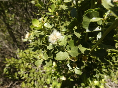 Baccharis rhomboidalis