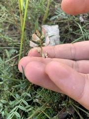 Astragalus miser oblongifolius