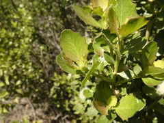 Baccharis rhomboidalis