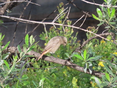 Phoenicurus ochruros