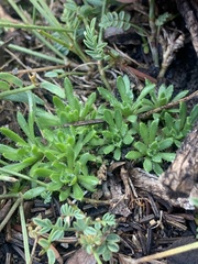 Draba subalpina