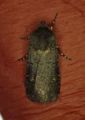 Euxoa velleripennis