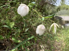 Calochortus albus