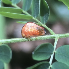 Cymbomorpha convexa