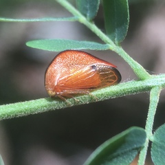 Cymbomorpha convexa