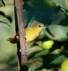 Icterus parisorum