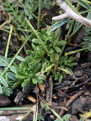Draba subalpina