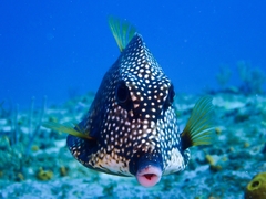 Lactophrys triqueter