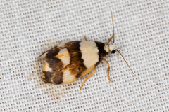 Philenora aspectalella