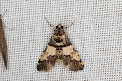 Nacoleia mesochlora