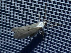 Lomographa temerata
