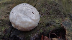Reticularia