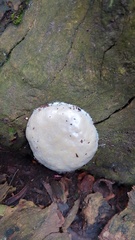 Reticularia
