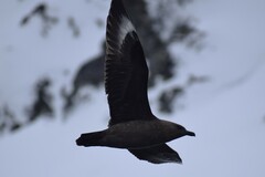 Stercorarius