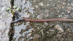Lumbricus terrestris