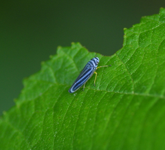 Graphocephala flavovittata