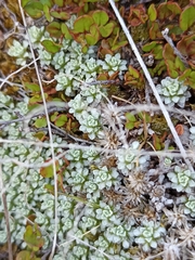 Raoulia parkii