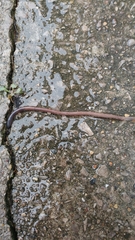 Lumbricus terrestris