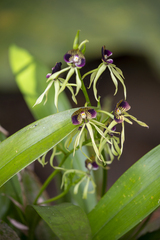 Prosthechea cochleata