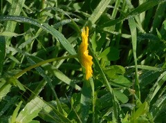 Coleostephus myconis