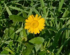 Coleostephus myconis