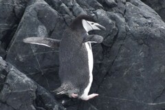 Pygoscelis antarcticus