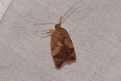 Oligoloba severa