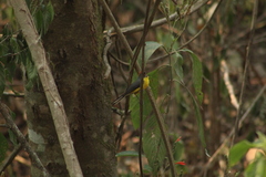 Myioborus brunniceps