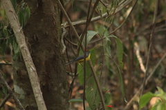 Myioborus brunniceps