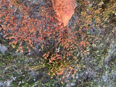 Trichostema setaceum