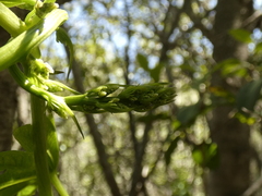 Dioscorea brachybotrya
