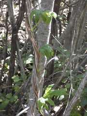 Dioscorea brachybotrya