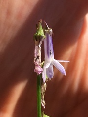 Lobelia dortmanna