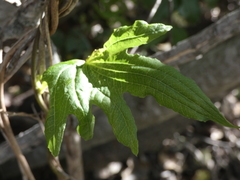 Dioscorea brachybotrya
