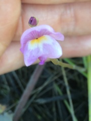 Utricularia purpurea