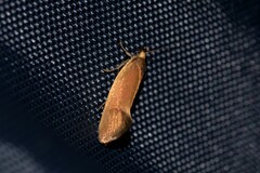 Delexocha ochrocausta