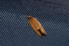 Delexocha ochrocausta