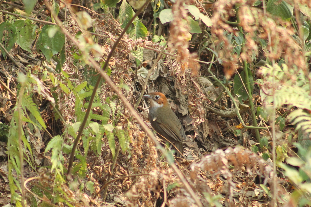 White-throated Antpitta (Grallaria albigula) photo