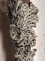Hypogymnia physodes