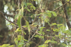 Phylloscartes ventralis