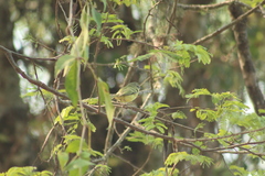 Phylloscartes ventralis