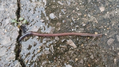 Lumbricus terrestris