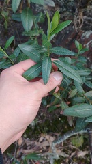 Ageratina baccharoides