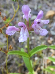 Stachys hyssopifolia